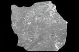 Wide Fossil Seed Fern Plate - Pennsylvania #65910-1